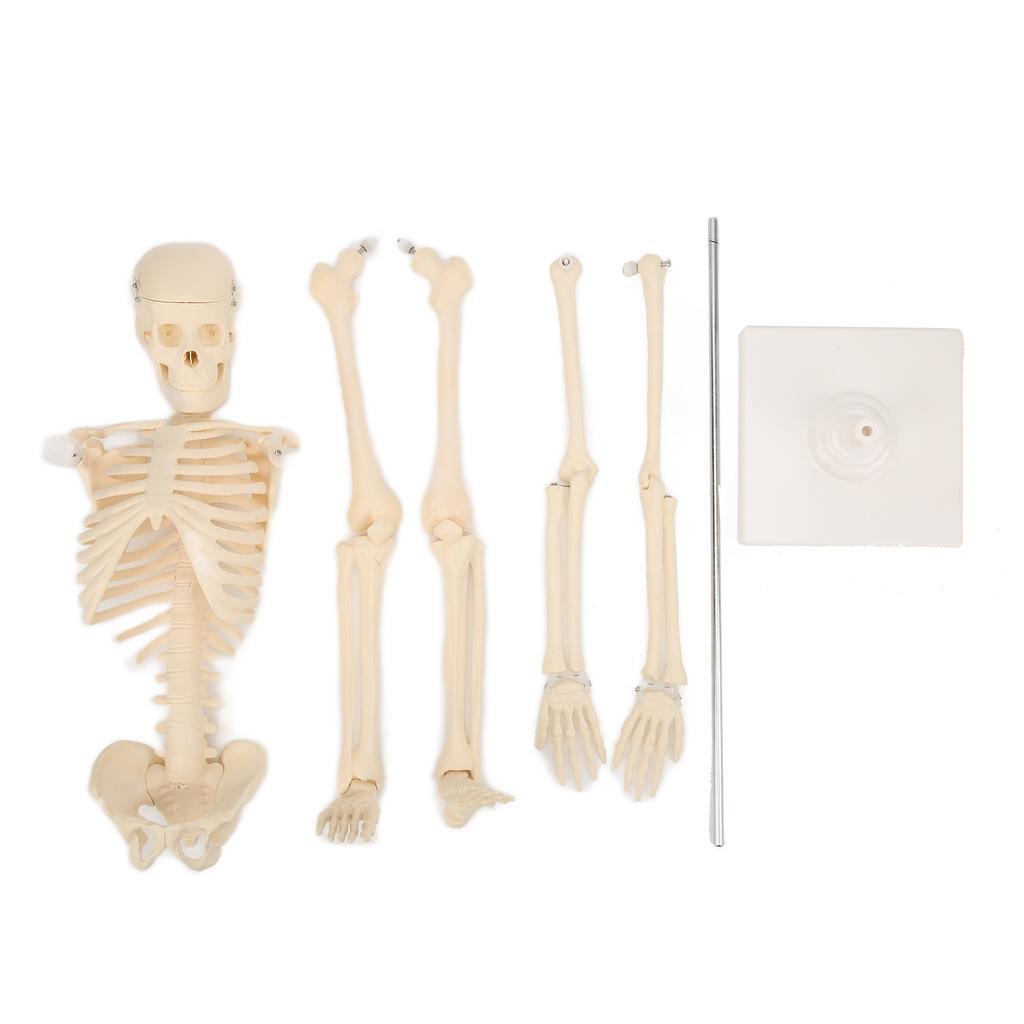 Human Skeletal Model ABS Human Bone Model with Detachable Function Simulation for Anatomy and Research