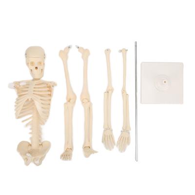 Menselijk Skeletmodel ABS Menselijk Botmodel met Afneembare Functie Simulatie voor Anatomie en Onderzoek
