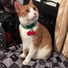 4 Colors Dog Bibs with Bow Tie Fake Collar Dog for Small Dogs Puppy Cat Gentleman Style Accessory for Christmas New Year