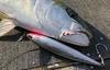 Shimano Ocea Special Order Hiramasa 160F 001 Kyorin Iwashi Lure OT-160J
