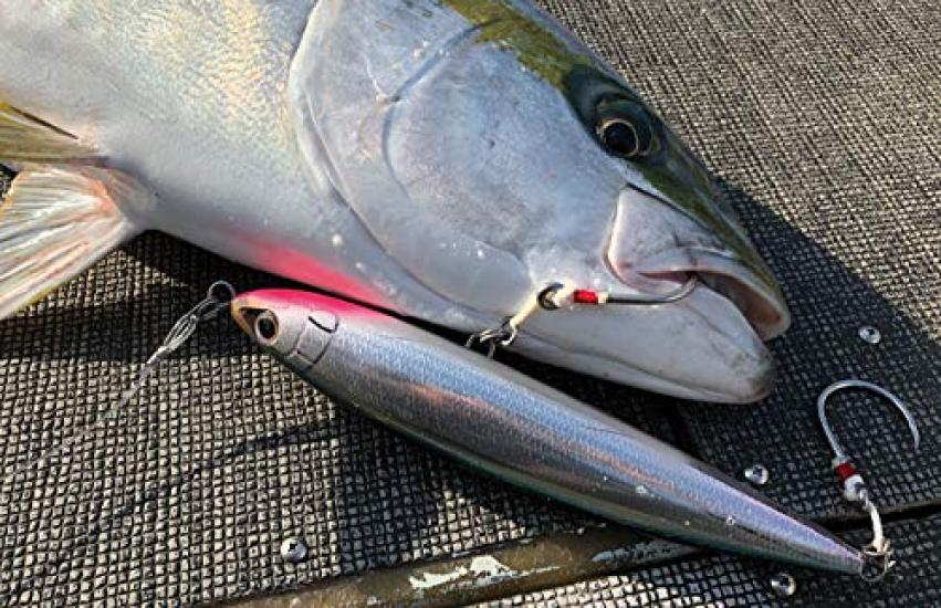 Shimano Ocea Special Order Hiramasa 160F 001 Kyorin Iwashi Lure OT-160J