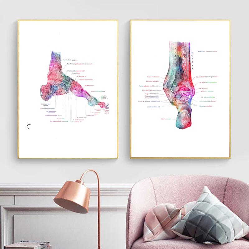 Moderne kleur menselijke anatomie diagram medische skeletstructuur voet poster Nordic canvas educatieve decoratieve schilderkunst aan de muur