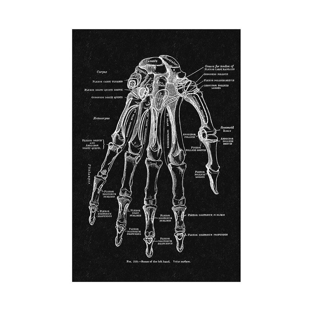 

Печать на холсте, анатомия человека, настенный художественный постер, скелет, орган, мышечная система, винтажный домашний декор 21x30cm No Frame