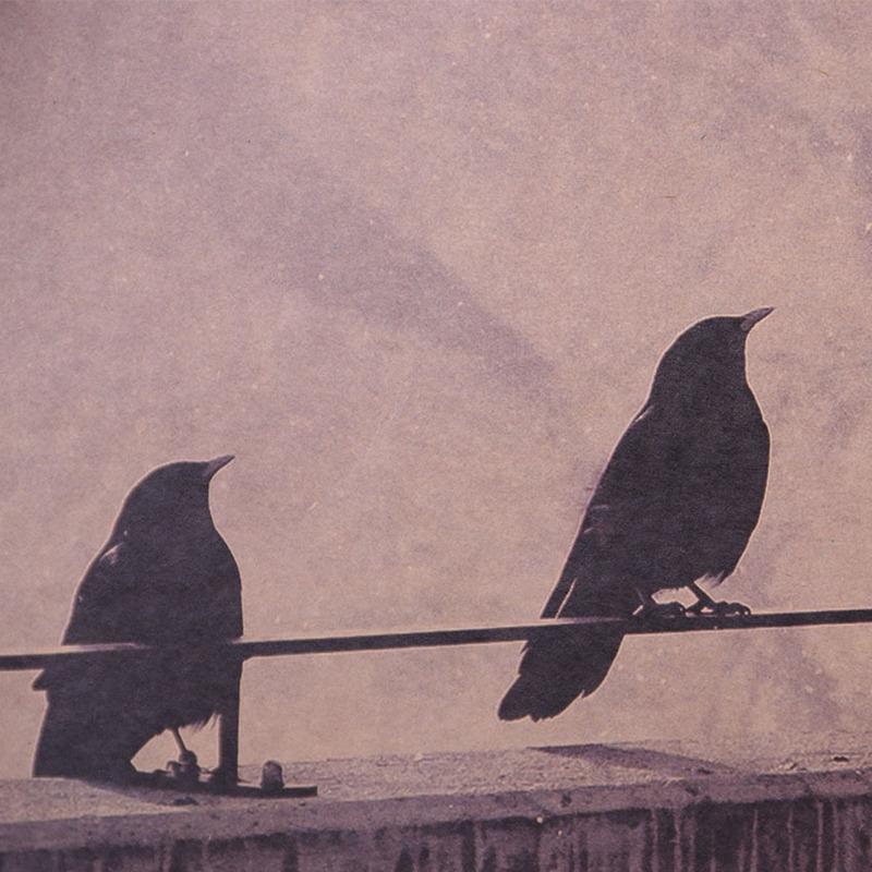 

Вороны катанки Уолл-стрит Оазис Холст Картина Настенные художественные постеры печатает милое изображение животного 1pc