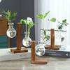 Hydroponic Plant Terrarium Vasevase Decoration Home Glass Bottle Hydroponic Desktop Decoration Office Green Plant Small Potted