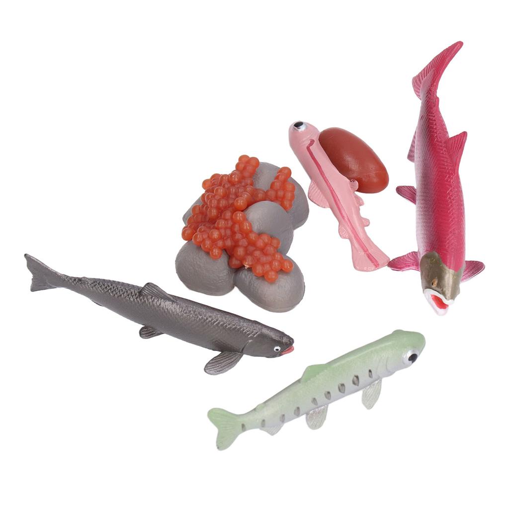 Growth Cycle Model Vinyl Material Safe Odorless Vivid Real Salmon Animal Life Cycle Model for Above