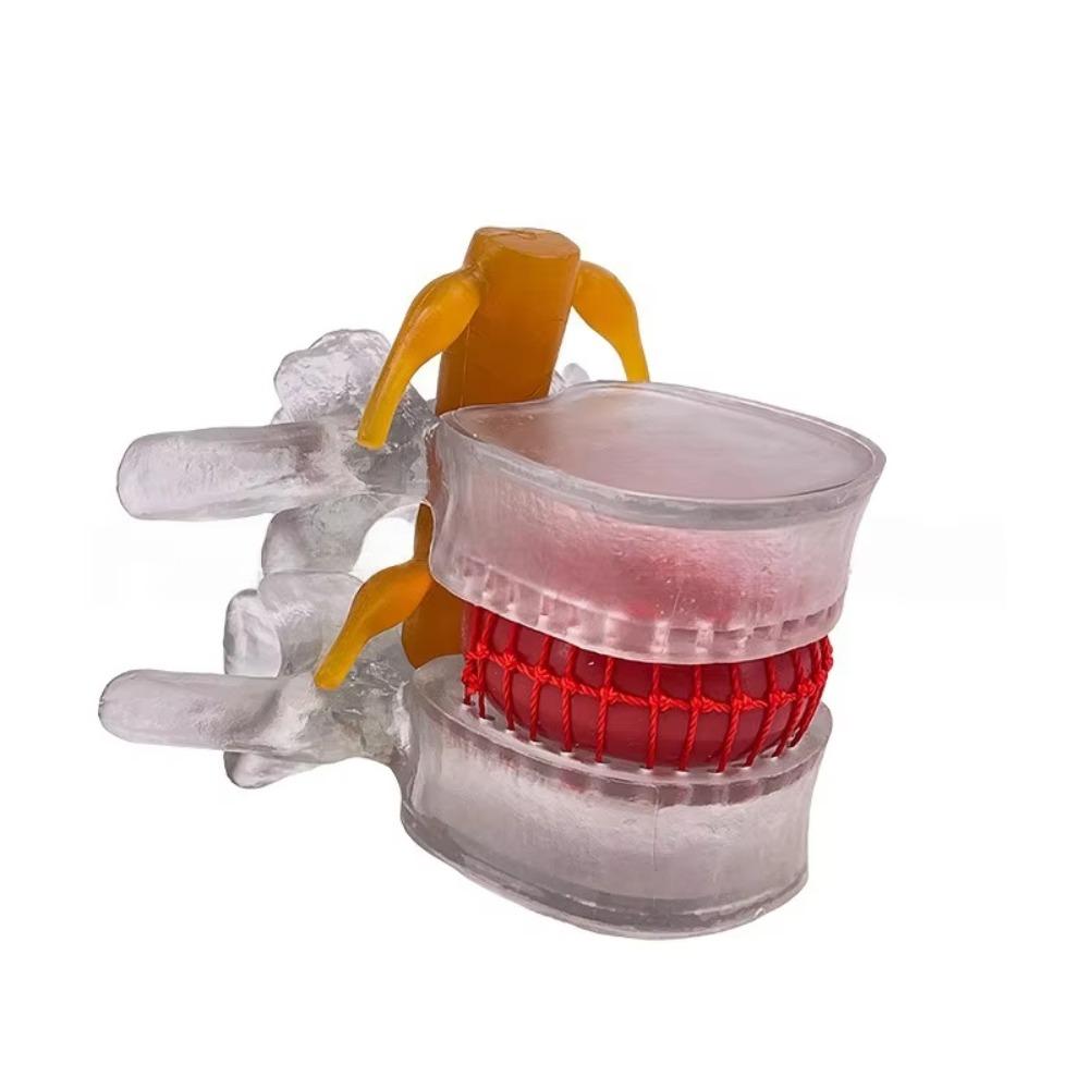3D Model Lumbar Model Spine Demonstration Structure  Teaching Demonstration