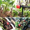 Sistem de irigare prin picurare Udare automată Furtun de grădină Kituri de irigare prin micro-picurare Duza reglabilă Accesorii pentru grădină Sistem Apă
