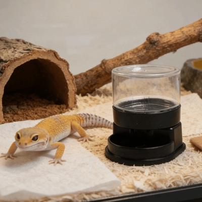 Reptile – Terarii pentru reptile
