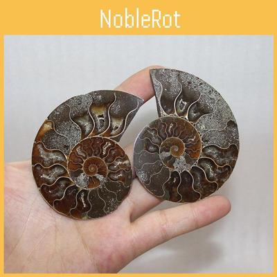 Beautiful Pair Of Authentic Ammonite Fossil Conch Specimens For Gift And Meditation Spaces