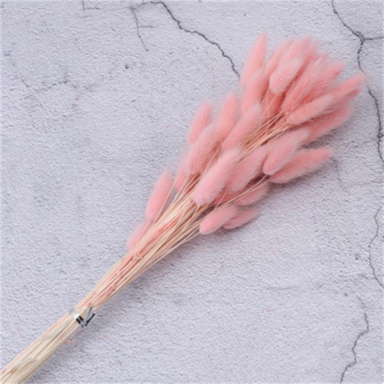 60pcs Natural Dried Lagurus Ovatus Foxtail Bouquet for Decoration