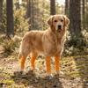 4 Stück Atmungsaktive Hundeknie-Socken Dehnbar Rutschfest Hund Ellenbogen-Schoner Hautfreundlich Kratzfest Haustier Knie-Schoner für Vier Jahreszeiten 2