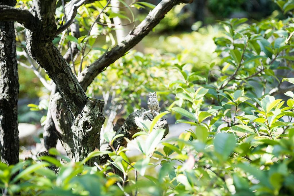 Owl (Large) Made in England Animal Art Figurine Collection