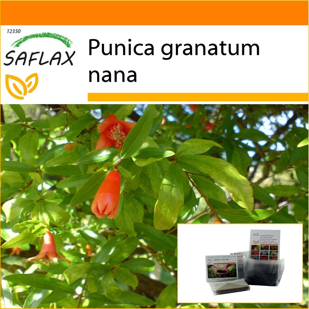 SAFLAX Ogród w torbie - Granat karłowaty - 50 nasion - Z podłożem w dopasowanej torbie stojącej - Punica granatum nana