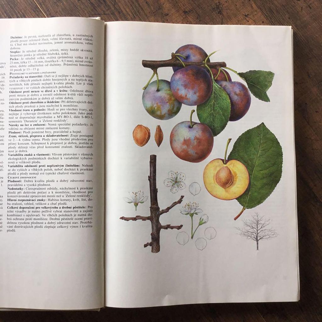 [USED] Foreign books, Czech botanical encyclopedias, vintage books, botanical art