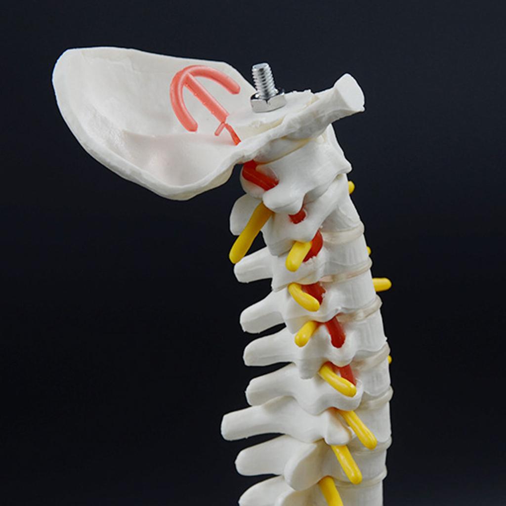 17.7Inch Spine Bone Human Spine Model for Anatomy Study Education Use Shows Vertebrae Nerves Lumbar Column Male Pelvis
