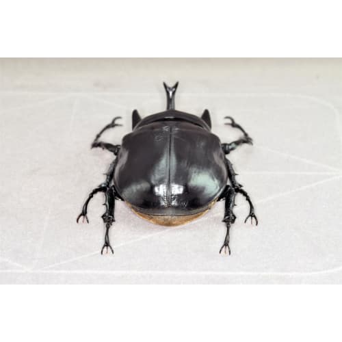 BACALYSO | Nirvana Acteon Elephant Beetle Figure, Refrigerator Ornament, Magnetic, Realistic, Adult, Illustrated, Insect, Beetle, Resin, Adult-Friendl