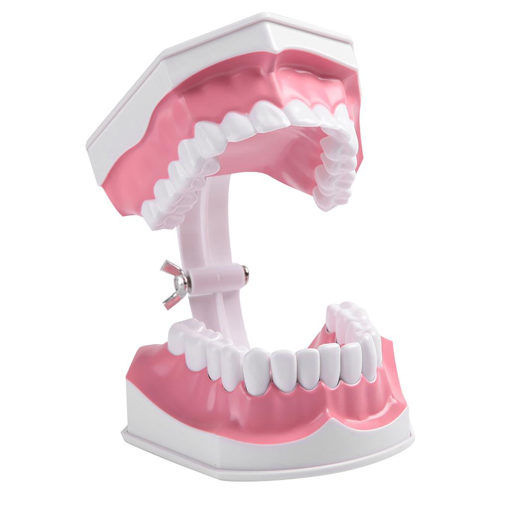 Adult Dental Teeth Model and Toothbrush with Removable High Grade Teeth Teaching Model