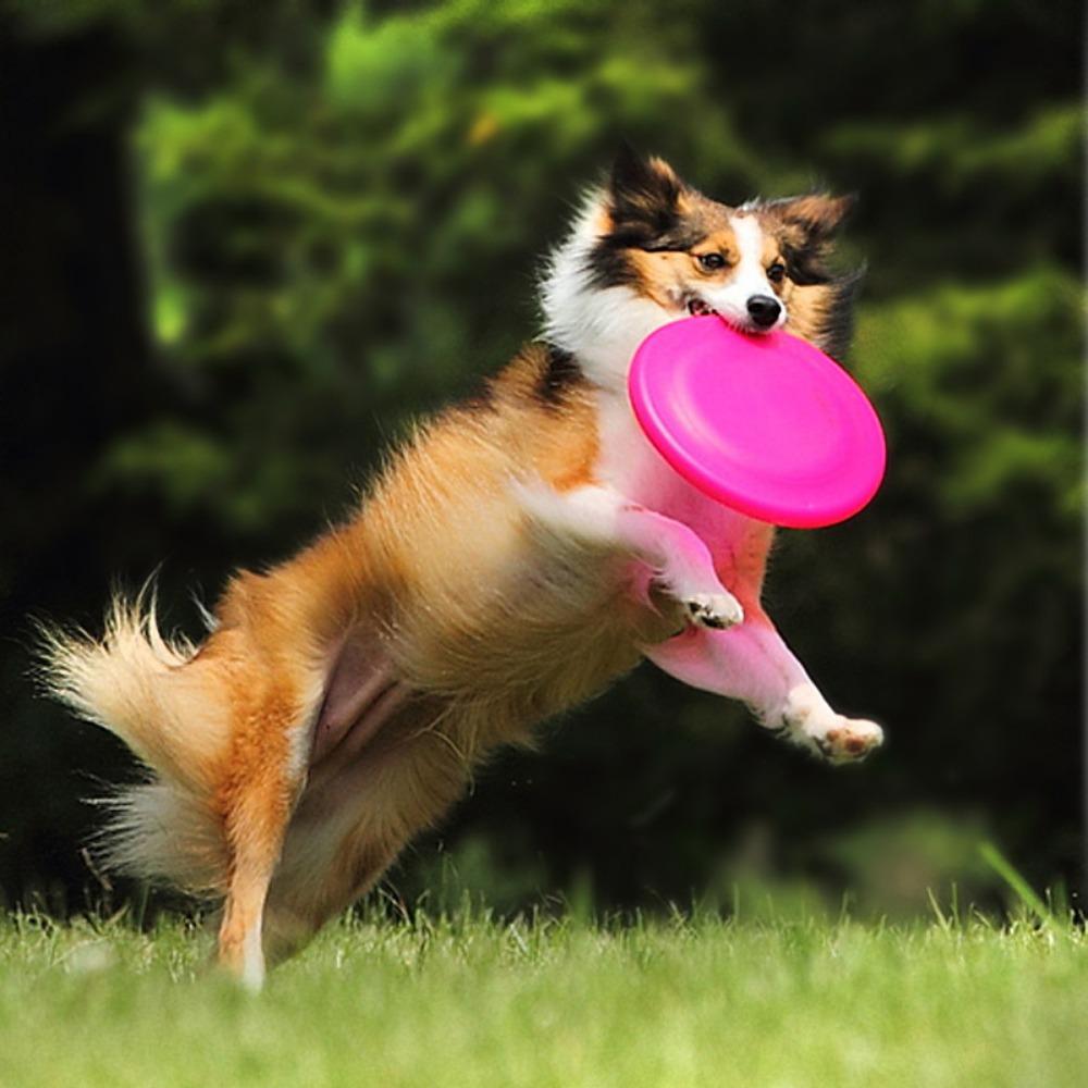 Water Resistant Interactive Resistant Chew Flying Plate Pet Toy Dog Flying Disc Dog Food Pan