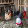 Chicken Feeders No Waste Chicken Feeder Trough Weatherproof Coop Trough For Farm Backyard Outdoor Indoor Livestock Care