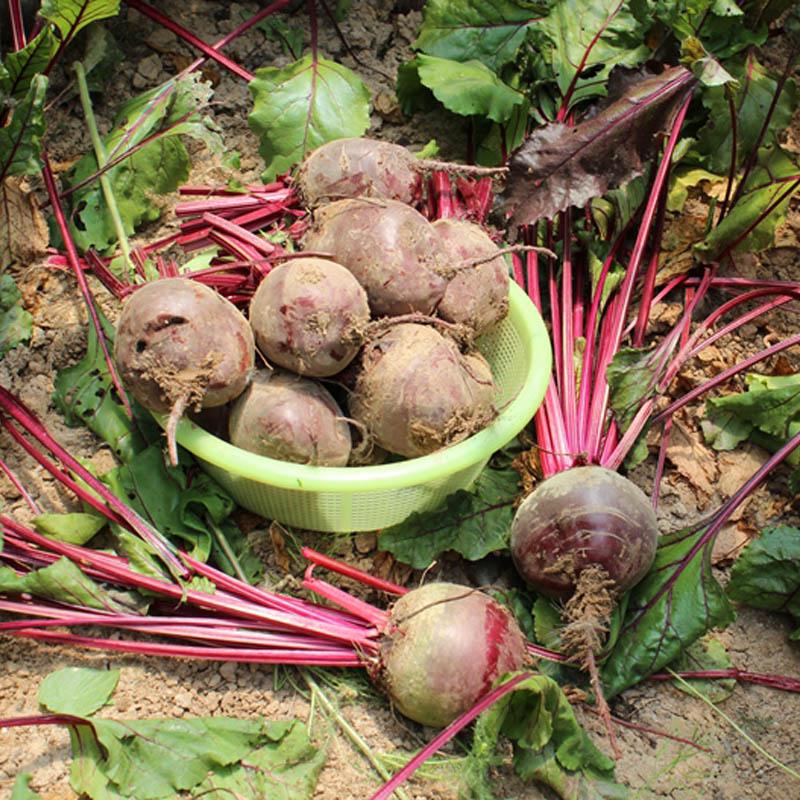 Buy Organic Vegetable Plants Seed Home Garden Decor at affordable