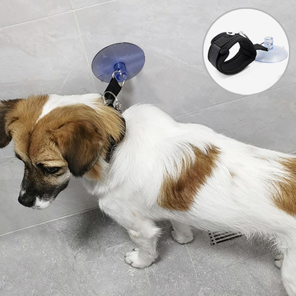 Neu Verwöhnen Sie Ihr geliebtes Haustier mit einem luxuriösen und erholsamen Tag in unserem opulenten Pet Spa Salon - Verwöhnen Sie es mit erstklassigem G