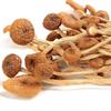 Mr. Hoe Shaanxi Ankang Specialty Tea Tree Mushrooms 250g