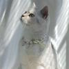 Pet Pearl Necklace Collar for Cats & Dogs - Stylish, Summer-Ready, Bite-Resistant Accessories & Pendants
