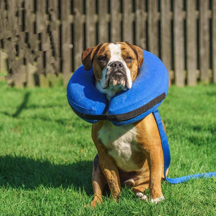 Pet Anti-Bite & Scratch Inflatable Collar and Mask for Dogs & Cats