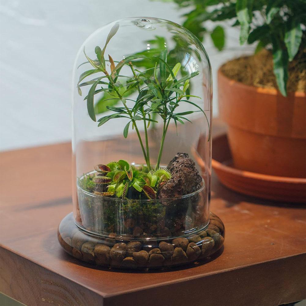 Glass Dome with Airhole Glass Cloche Bell Jar with Base Home Tabletop Display Clear Terrarium Container for Plant, Flower