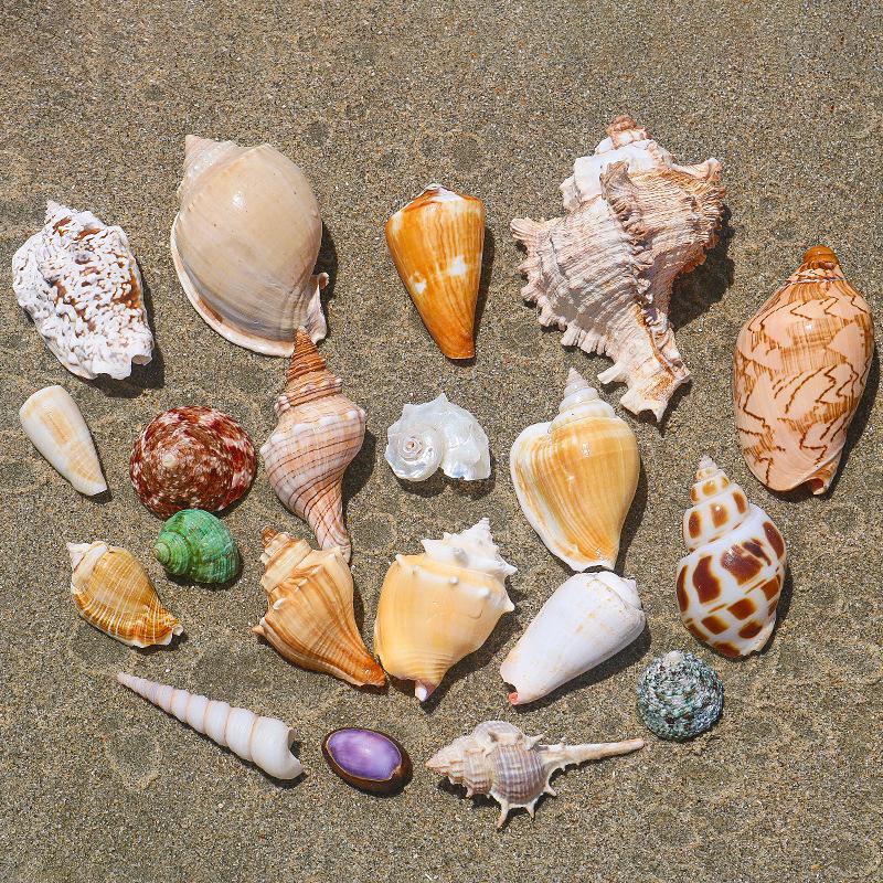 Handmade Natural Seashell Conch & Starfish Frame for DIY Fish Tank or Landscaping