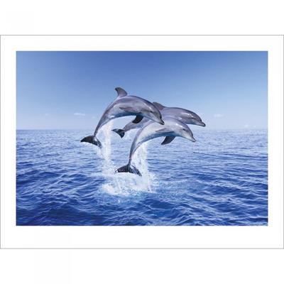 Dolphin Trio Print