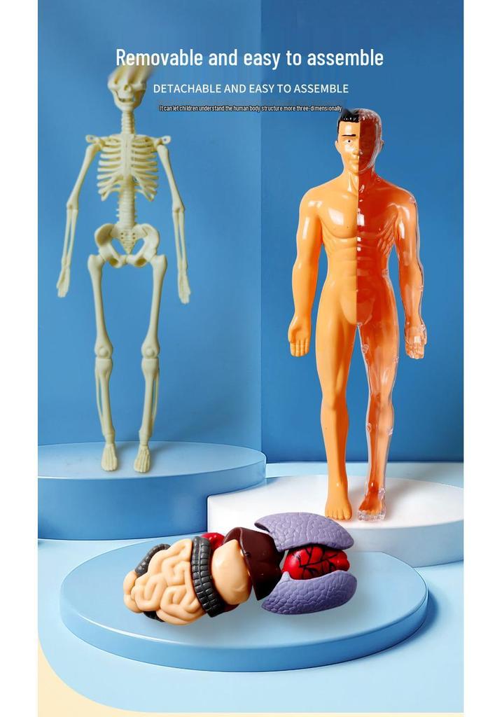 Children's STEM Educational Human Skeleton Model Toy
