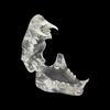 Transparent Dog Tooth Model Dog Cat Rabbit Dental Teaching Canine Cat Clear Typodont  Clinic
