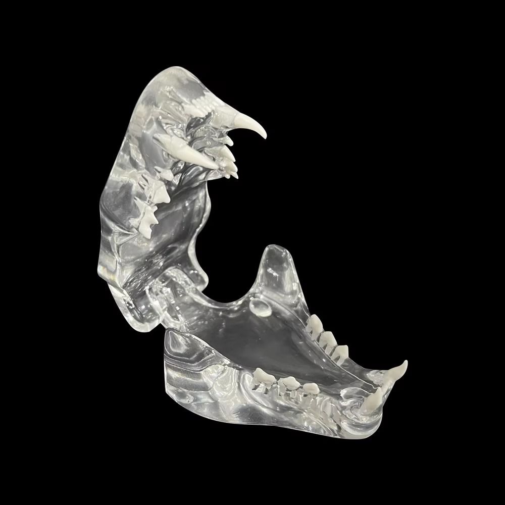 Transparent Dog Tooth Model Dog Cat Rabbit Dental Teaching Canine Cat Clear Typodont  Clinic