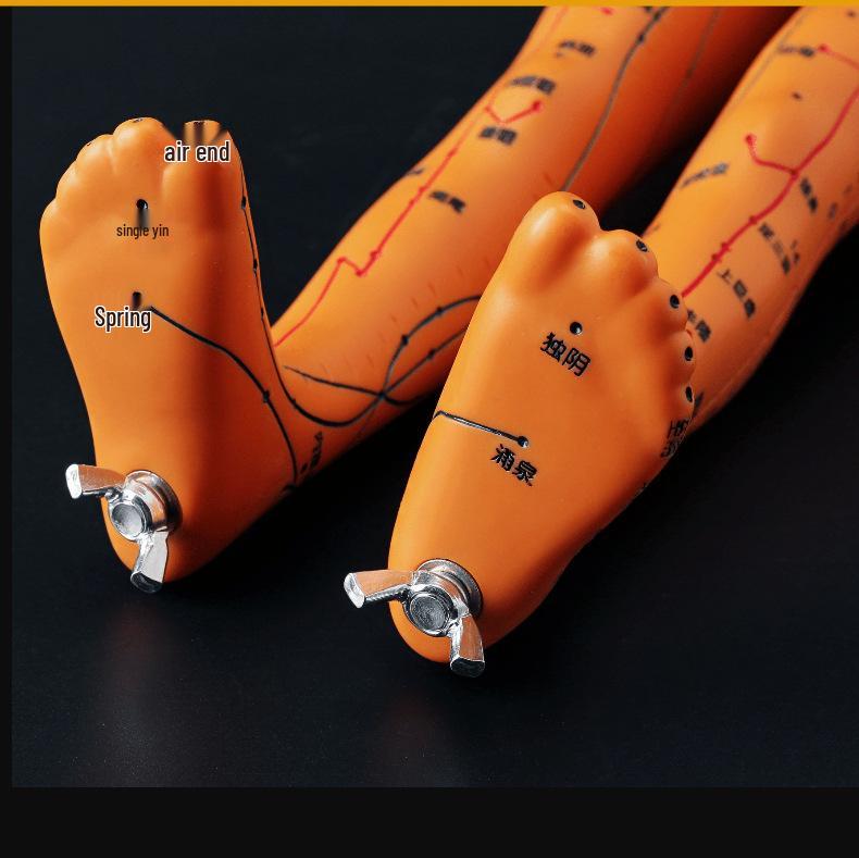 50CM Průhledný meridiánový model lidského těla - Mužský a ženský Akupunkturní body tradiční čínské medicíny.