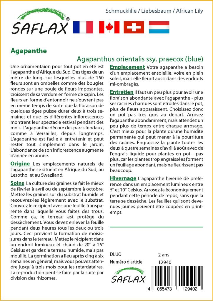SAFLAX Africká lilie - 50 semen - Agapanthus orientalis