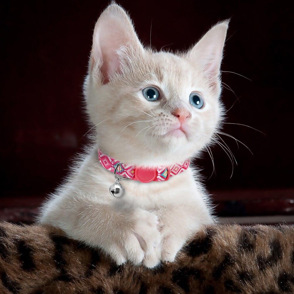 kitten cat collars