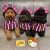 Curly Hair Curly Hair Dog Hats Soft Pet Headgear Cat Hairdressing Costume  Photography