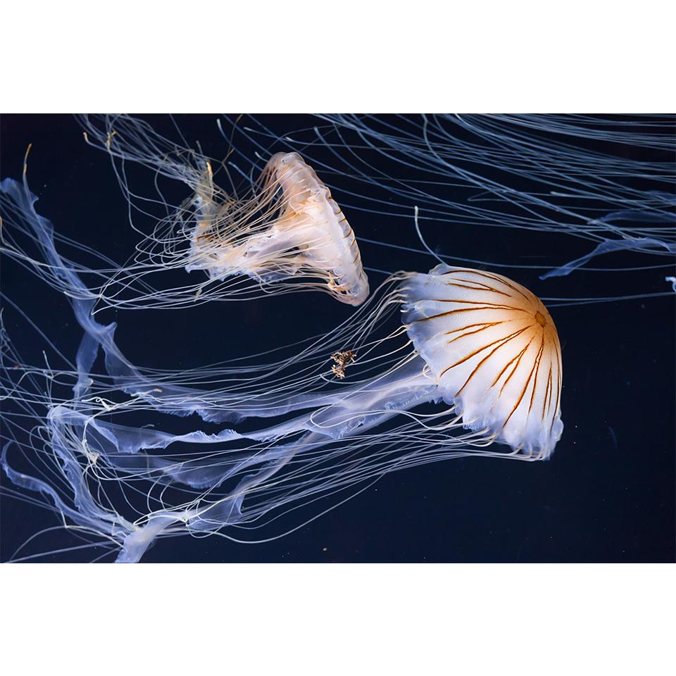 Pictură cu diamant 5D DIY, animale, meduze, cu strasuri, imagine artistică, kit cu punct de cruce, broderie cu diamante, mozaic, cadou, decor