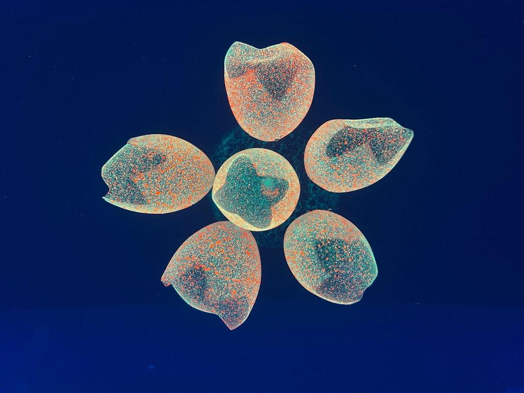 Silicone Fluorescent Coral Bubbles for Fish Tank Landscaping Decor
