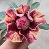 5 Samen ADENIUM OBESUM "Golden Blood Red" Wüstenrose frische Samen
