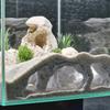 Natural Aquarium Cave: Fish & Shrimp Habitat and Breeding Nest Decoration