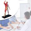 Menschliches Muskelanatomie-Modell Transparenter Körper Medizinisches Modell Skelett Medizinisches Lehrmittel für Medizinstudium Lehre
