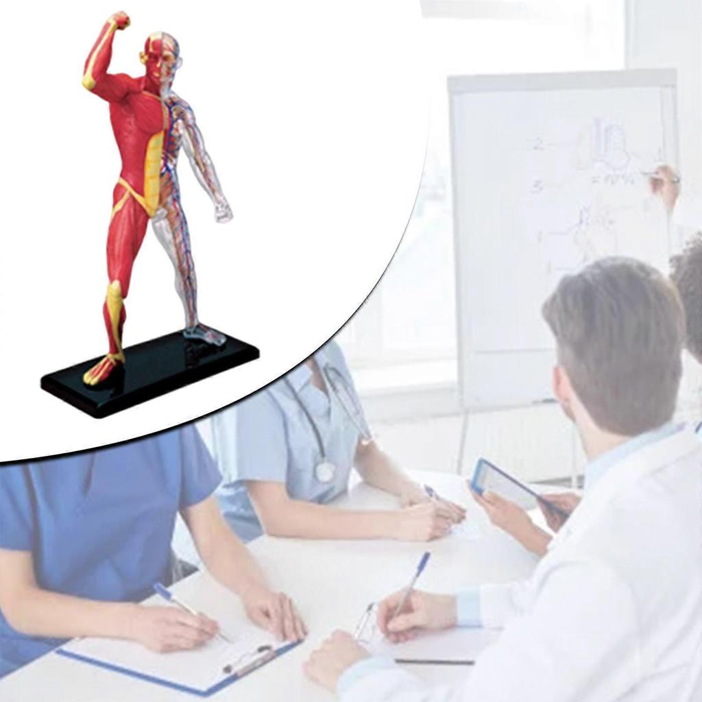 Menschliches Muskelanatomie-Modell Transparenter Körper Medizinisches Modell Skelett Medizinisches Lehrmittel für Medizinstudium Lehre