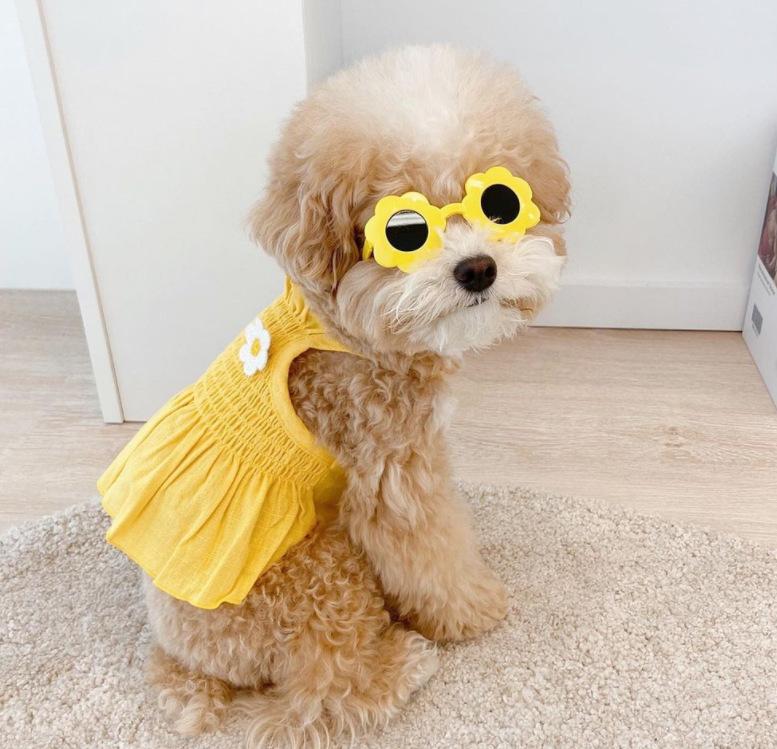 

Summer Four Seasons Striped Bear Vest Teddy Bigbear Universal Dog Clothing Small and Medium Dog Pet Cat Clothing XXL (recommended weight 15-10kg)