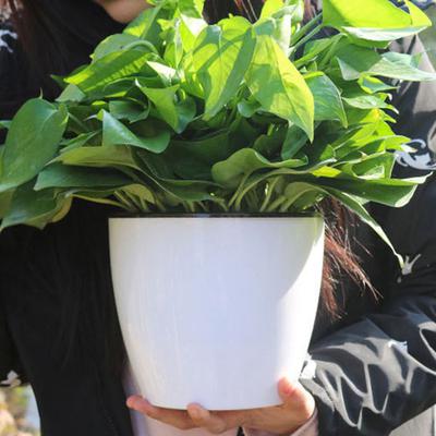 6 Teile/satz Praktische Gute Absorption Blumentopf Automatische Effektive Kunststoff Pflanzenbehälter für Zuhause