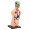 Model lidského těla, struktura kostry, vzdělávací studijní nástroje pro anatomii a fyziologii pro studenty