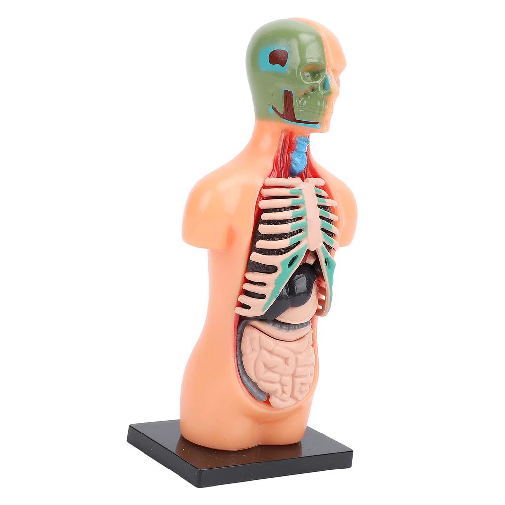 Model lidského těla, struktura kostry, vzdělávací studijní nástroje pro anatomii a fyziologii pro studenty