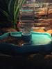 1pc-Automatic Pet Water Dispenser and Food Bowl - Suitable for Lizards, Geckos, Chameleons, Turtles, and Small Reptiles